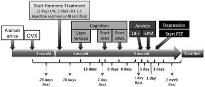 Benefits of hormone therapy estrogens depend on estrogen type: 17β-estradiol and conjugated equine estrogens have differential effects on cognitive, anxiety-like, and depressive-like behaviors and increase tryptophan hydroxylase-2 mRNA levels in dorsal raphe nucleus subregions